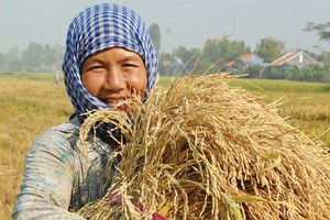 20 năm cho một tấm lá chắn rủi ro